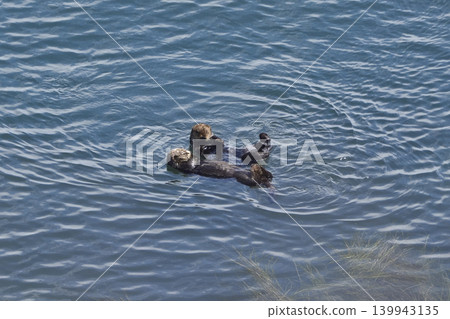 海獺 海獺 139943135