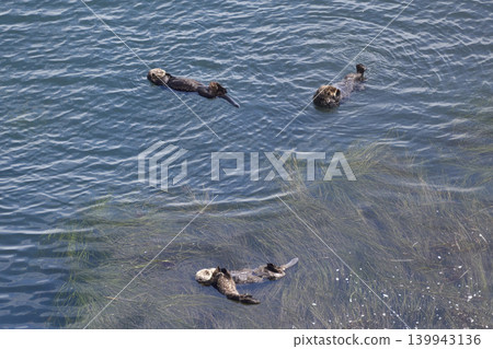 Sea otter Sea otter 139943136
