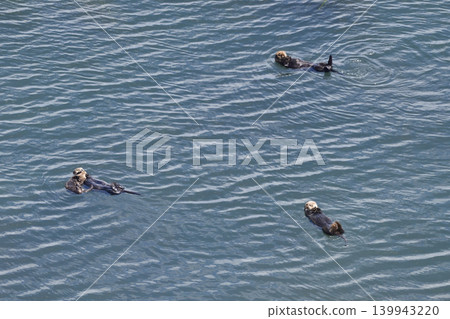 海獺 海獺 139943220