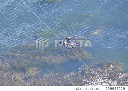 海獺 海獺 139943229