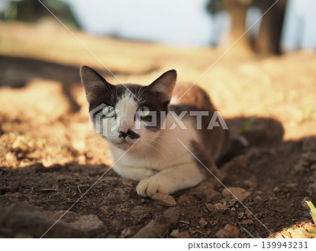 Cat outdoor green eye brown white fur animal pet ground portrait relaxed feline resting on dirt with soft light calm mood 139943231