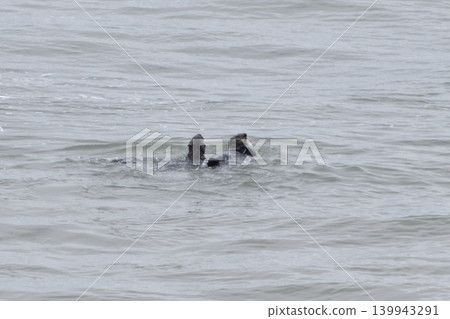 海獺 海獺 139943291