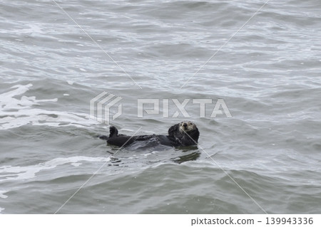 Sea otter Sea otter 139943336