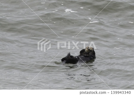 海獺 海獺 139943340