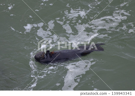 海獺 海獺 139943341