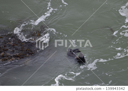 Sea otter 139943342