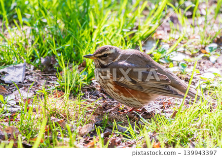 Wood bird Redwing, Turdus iliacus, on a sprng lawn. Wood bird Redwing, Turdus iliacus, on a sprng lawn. 139943397