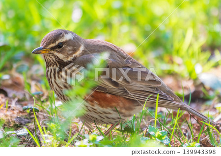 Wood bird Redwing, Turdus iliacus, on a sprng lawn. Wood bird Redwing, Turdus iliacus, on a sprng lawn. 139943398