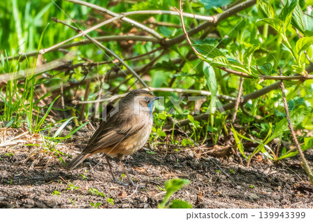 The bluethroat is a small passerine bird. Birds of Central Russia. The bluethroat is a small passerine bird. Birds of Central Russia. 139943399