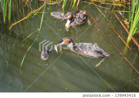 An adult great crested grebe feeds its chick with fish on a summer evening. An adult great crested grebe feeds its chick with fish on a summer evening. 139943418