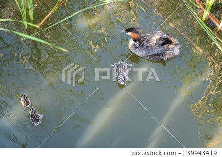 The waterfowl bird, great crested grebe with chick, swimming in the lake. The waterfowl bird, great crested grebe with chick, swimming in the lake. 139943419