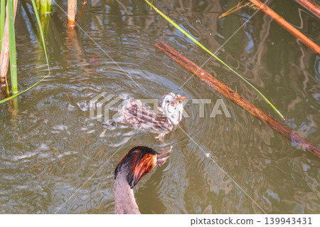 An adult great crested grebe feeds its chick with fish on a summer evening. An adult great crested grebe feeds its chick with fish on a summer evening. 139943431
