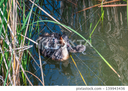 The water bird Great crested Grebe, Podiceps cristatus, swimming in the lake, and its cute babies riding on its back The water bird Great crested Grebe, Podiceps cristatus, swimming in the lake, and its cute babies riding on its back 139943436