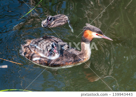 The water bird Great crested Grebe, Podiceps cristatus, swimming in the lake, and its cute babies riding on its back The water bird Great crested Grebe, Podiceps cristatus, swimming in the lake, and its cute babies riding on its back 139943443