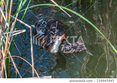The water bird Great crested Grebe, Podiceps cristatus, swimming in the lake, and its cute babies riding on its back The water bird Great crested Grebe, Podiceps cristatus, swimming in the lake, and its cute babies riding on its back 139943445