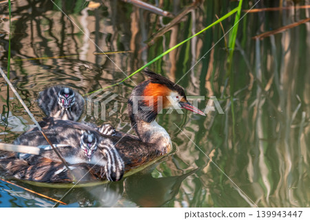 The water bird Great crested Grebe, Podiceps cristatus, swimming in the lake, and its cute babies riding on its back The water bird Great crested Grebe, Podiceps cristatus, swimming in the lake, and its cute babies riding on its back 139943447