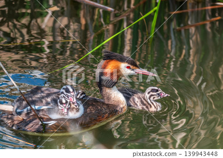 The water bird Great crested Grebe, Podiceps cristatus, swimming in the lake, and its cute babies riding on its back 139943448