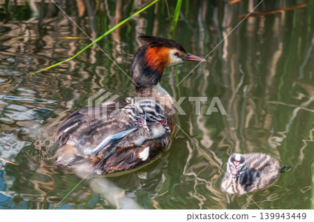 The water bird Great crested Grebe, Podiceps cristatus, swimming in the lake, and its cute babies riding on its back The water bird Great crested Grebe, Podiceps cristatus, swimming in the lake, and its cute babies riding on its back 139943449