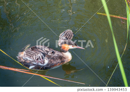 The water bird Great crested Grebe, Podiceps cristatus, swimming in the lake, and its cute babies riding on its back The water bird Great crested Grebe, Podiceps cristatus, swimming in the lake, and its cute babies riding on its back 139943453