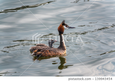 The waterfowl bird, great crested grebe with chick, swimming in the lake. The waterfowl bird, great crested grebe with chick, swimming in the lake. 139943454