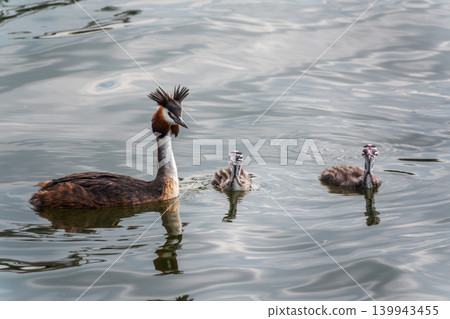 The waterfowl bird, great crested grebe with chick, swimming in the lake. The waterfowl bird, great crested grebe with chick, swimming in the lake. 139943455