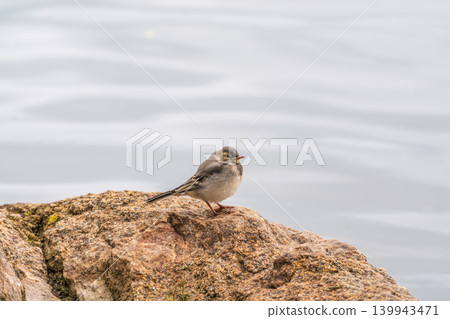 Young white wagtail, Motacilla alba, sitting on lake shore. Portrait of a young common songbird with long tail and black and white feather. Young white wagtail, Motacilla alba, sitting on lake shore. Portrait of a young common songbird with long tail and black and white feather. 139943471