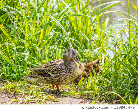 Adult duck with many ducklings sits on green shore of pond Adult duck with many ducklings sits on green shore of pond 139943479