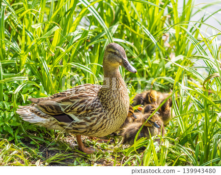 Adult duck with many ducklings sits on green shore of pond 139943480