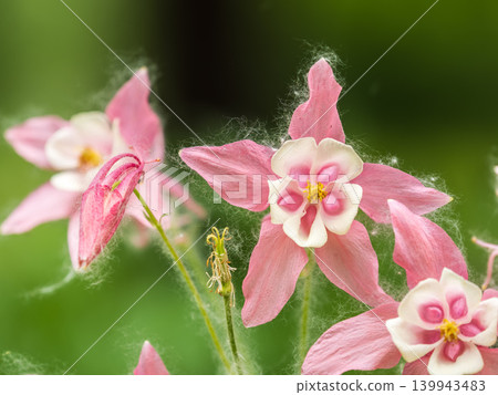 Beautiful native wild flower of western Canada. Aquilegia formosa, crimson columbine, western columbine, or red columbine. Close-up vibrant red and yellow color flower. 139943483