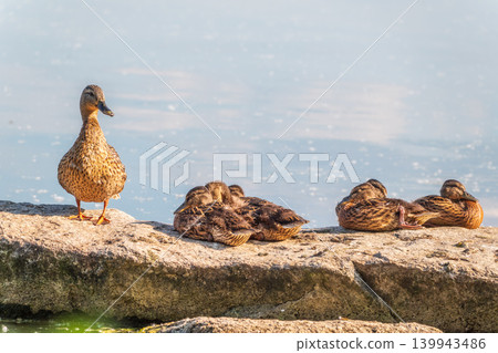 Adult duck with many ducklings sits on green shore of pond Adult duck with many ducklings sits on green shore of pond 139943486