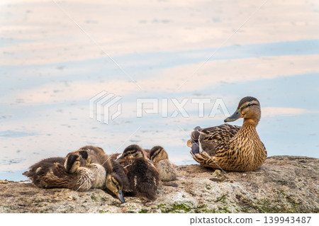 Adult duck with many ducklings sits on green shore of pond Adult duck with many ducklings sits on green shore of pond 139943487