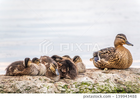Adult duck with many ducklings sits on green shore of pond 139943488