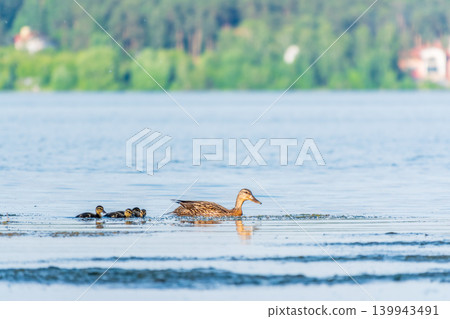 A family of ducks, a duck and its little ducklings are swimming in the water. The duck takes care of its newborn ducklings. Mallard, lat. Anas platyrhynchos 139943491