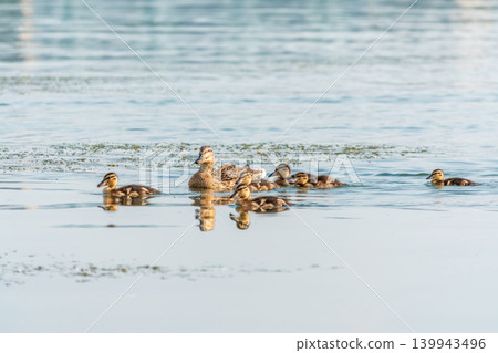 A family of ducks, a duck and its little ducklings are swimming in the water. The duck takes care of its newborn ducklings. Mallard, lat. Anas platyrhynchos A family of ducks, a duck and its little ducklings are swimming in the water. The duck takes care of its newborn ducklings. Mallard, lat. Anas platyrhynchos 139943496