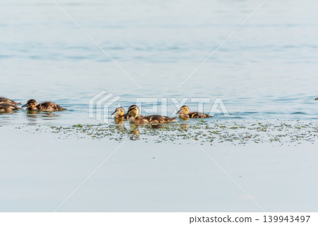 A family of ducks, a duck and its little ducklings are swimming in the water. The duck takes care of its newborn ducklings. Mallard, lat. Anas platyrhynchos A family of ducks, a duck and its little ducklings are swimming in the water. The duck takes care of its newborn ducklings. Mallard, lat. Anas platyrhynchos 139943497