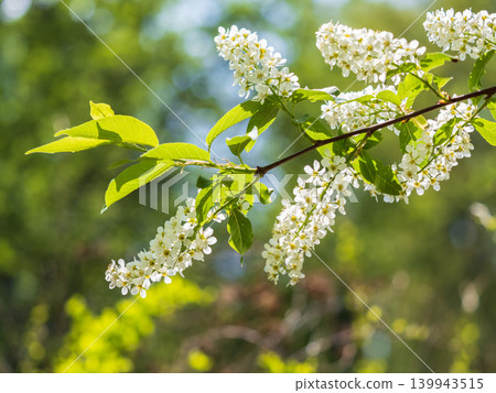 White flowers blooming bird cherry. Close-up of a Flowering Prunus padus Tree with White Little Blossoms White flowers blooming bird cherry. Close-up of a Flowering Prunus padus Tree with White Little Blossoms 139943515