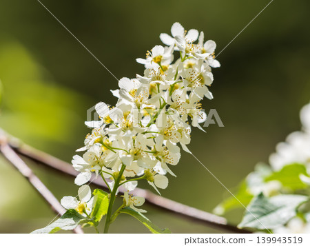 White flowers blooming bird cherry. Close-up of a Flowering Prunus padus Tree with White Little Blossoms White flowers blooming bird cherry. Close-up of a Flowering Prunus padus Tree with White Little Blossoms 139943519