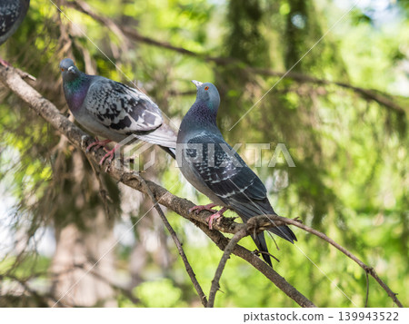 The fat pigeon sitting on a branch. The fat pigeon sitting on a branch. 139943522