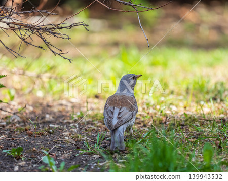 Wood bird Fieldfare, Turdus pilaris, on a sprng lawn. 139943532