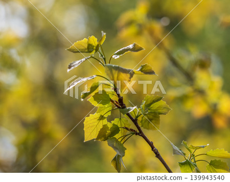 Branches with spring leaves common aspen, Populus tremula. Floral background with green spring leaves. Branches with spring leaves common aspen, Populus tremula. Floral background with green spring leaves. 139943540