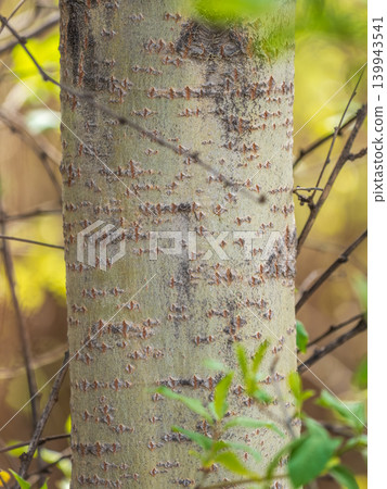 Aspen bark texture. Populus tremula, Eurasian aspen Aspen bark texture. Populus tremula, Eurasian aspen 139943541
