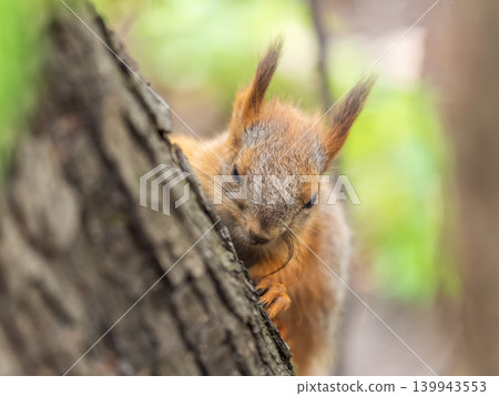 The squirrel with nut sits on a branches in the spring or summer. 139943553