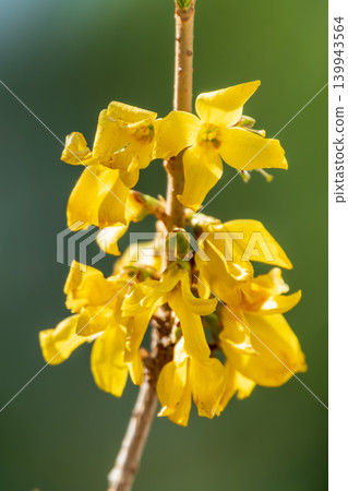 Forsythia. Blooming forsythia bush. Yellow flower on a branch of forsythia. Forsythia. Blooming forsythia bush. Yellow flower on a branch of forsythia. 139943564