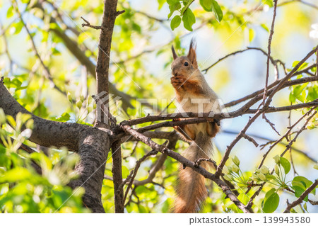 The squirrel with nut sits on a branches in the spring or summer. 139943580