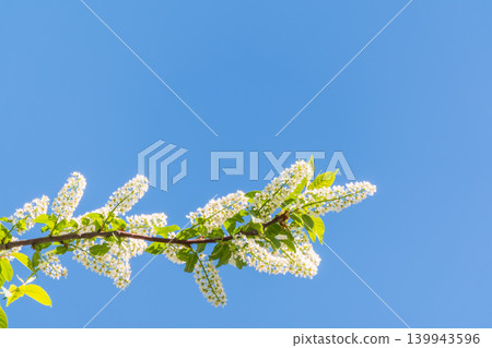 White flowers blooming bird cherry. Close-up of a Flowering Prunus padus Tree with White Little Blossoms White flowers blooming bird cherry. Close-up of a Flowering Prunus padus Tree with White Little Blossoms 139943596