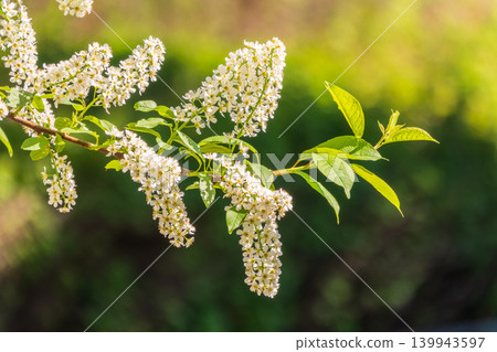 White flowers blooming bird cherry. Close-up of a Flowering Prunus padus Tree with White Little Blossoms White flowers blooming bird cherry. Close-up of a Flowering Prunus padus Tree with White Little Blossoms 139943597