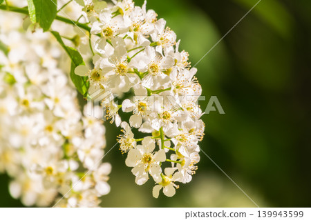 White flowers blooming bird cherry. Close-up of a Flowering Prunus padus Tree with White Little Blossoms White flowers blooming bird cherry. Close-up of a Flowering Prunus padus Tree with White Little Blossoms 139943599