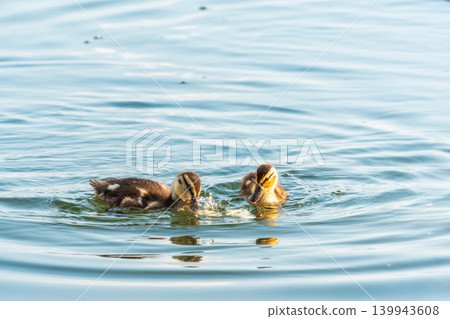 Cute little duckling swimming alone in a lake or river with calm water 139943608