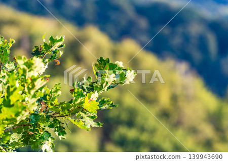 Oak branches with green and yellow leaves in autumn park. Oak branches with green and yellow leaves in autumn park. 139943690