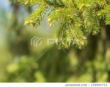 Closeup of fir branches with young buds. Spring nature concept. Fir branches with fresh shoots 139943714